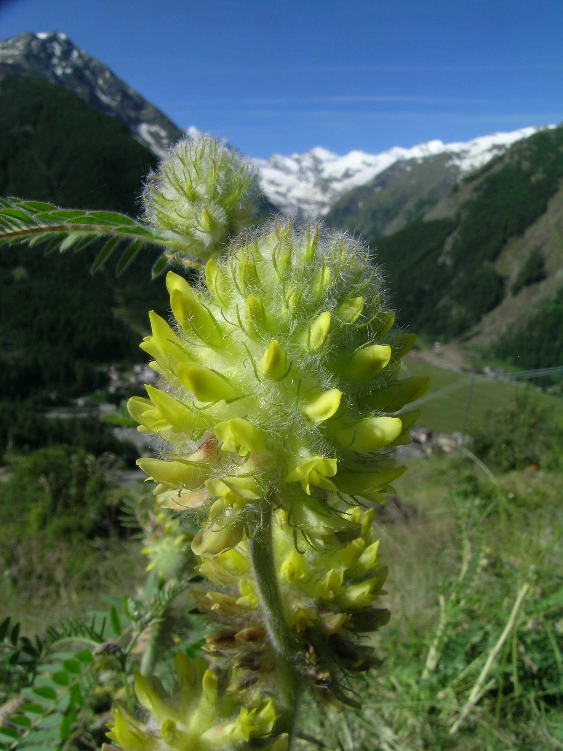 Astragalus alopecurus